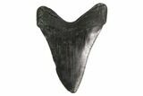 Fossil Megalodon Tooth - Georgia #144326-2